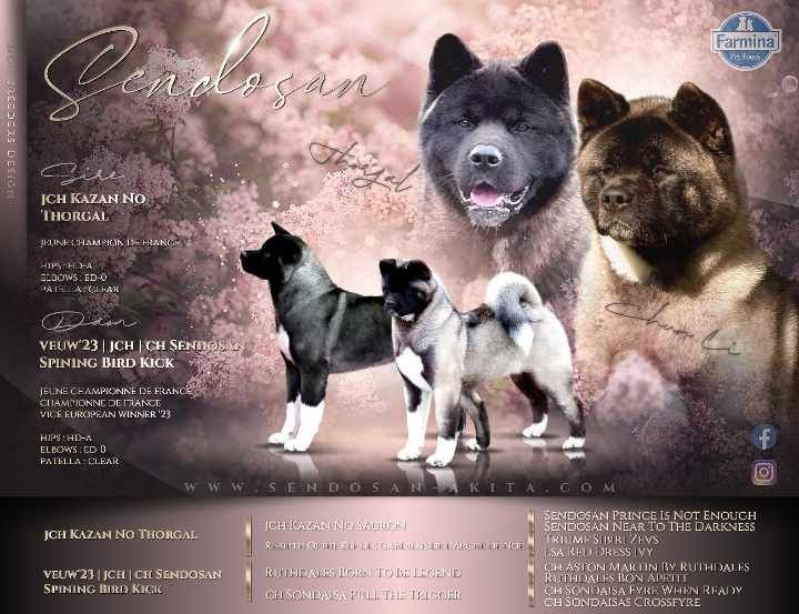 chiot Akita americain Sendosan