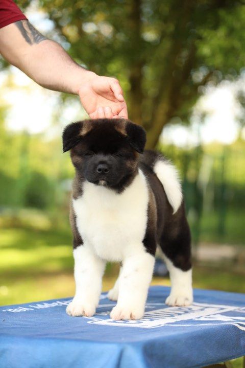 Sendosan - Chiot disponible  - Akita americain