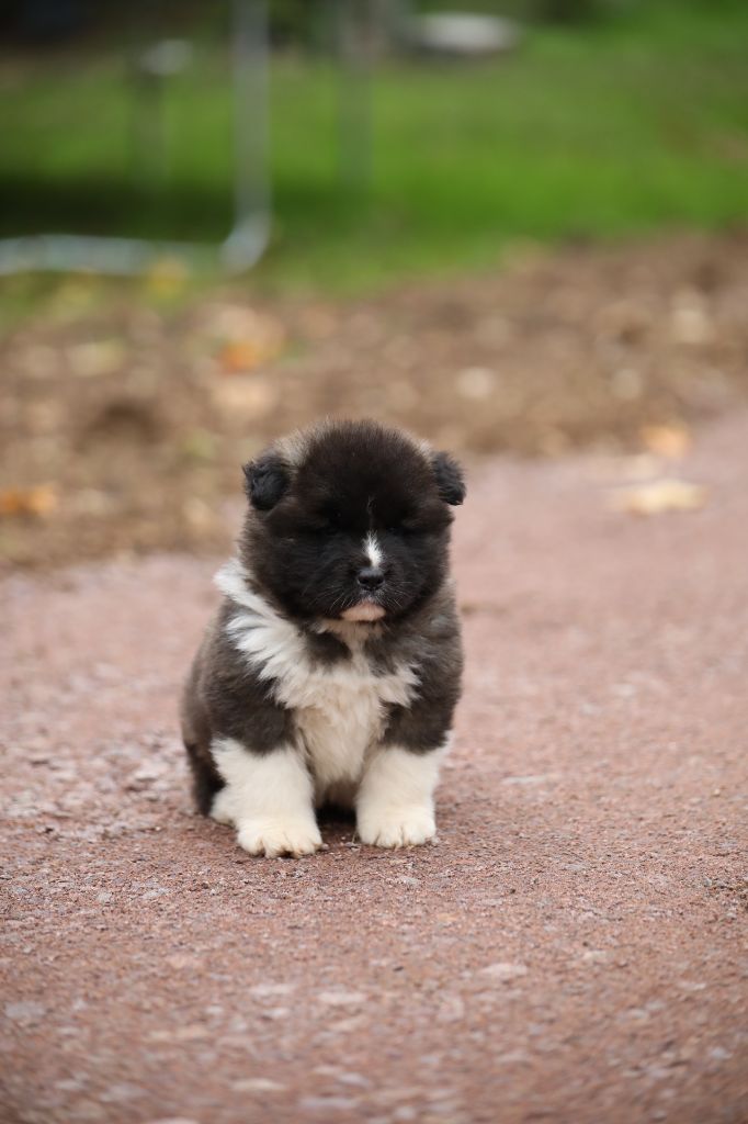 Sendosan - Chiot disponible  - Akita americain