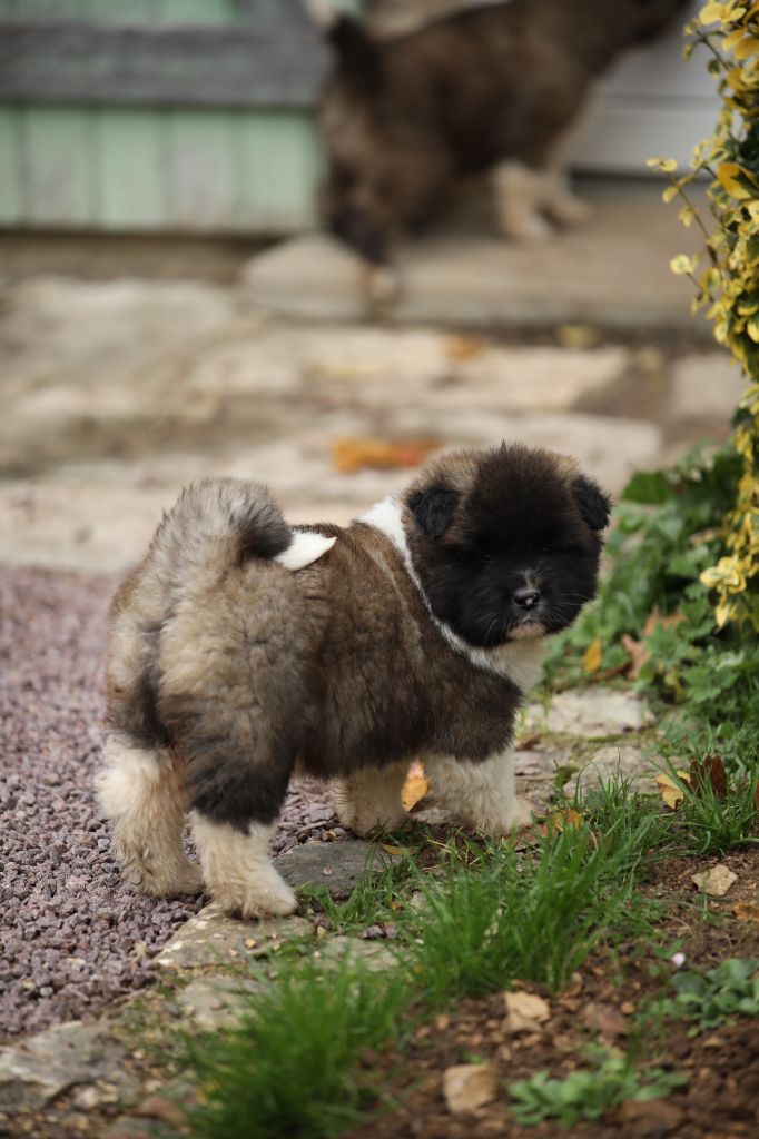 Sendosan - Chiot disponible  - Akita americain