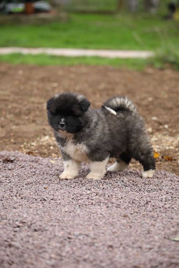 Sendosan - Chiot disponible  - Akita americain