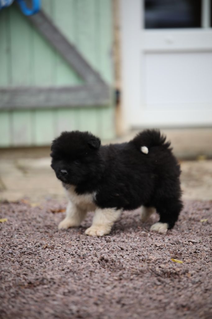 Sendosan - Chiot disponible  - Akita americain