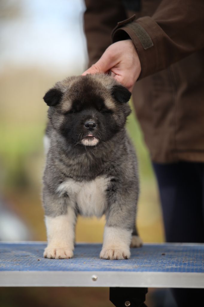 Sendosan - Chiot disponible  - Akita americain