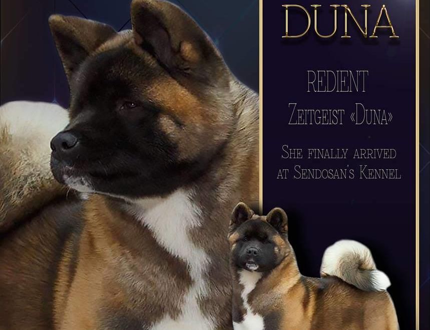 CH. redient Zeigeist duna