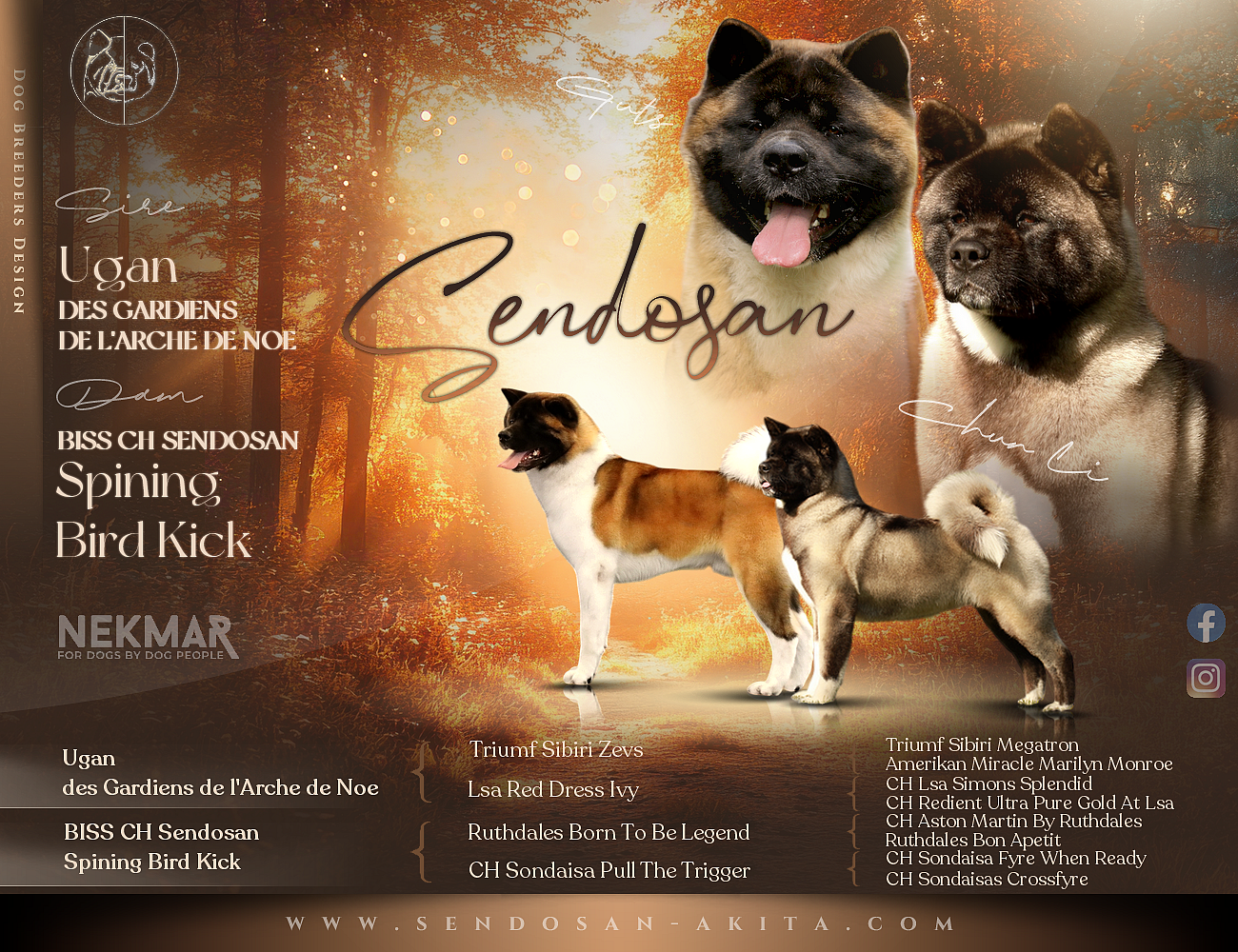 Chiot Akita americain Sendosan