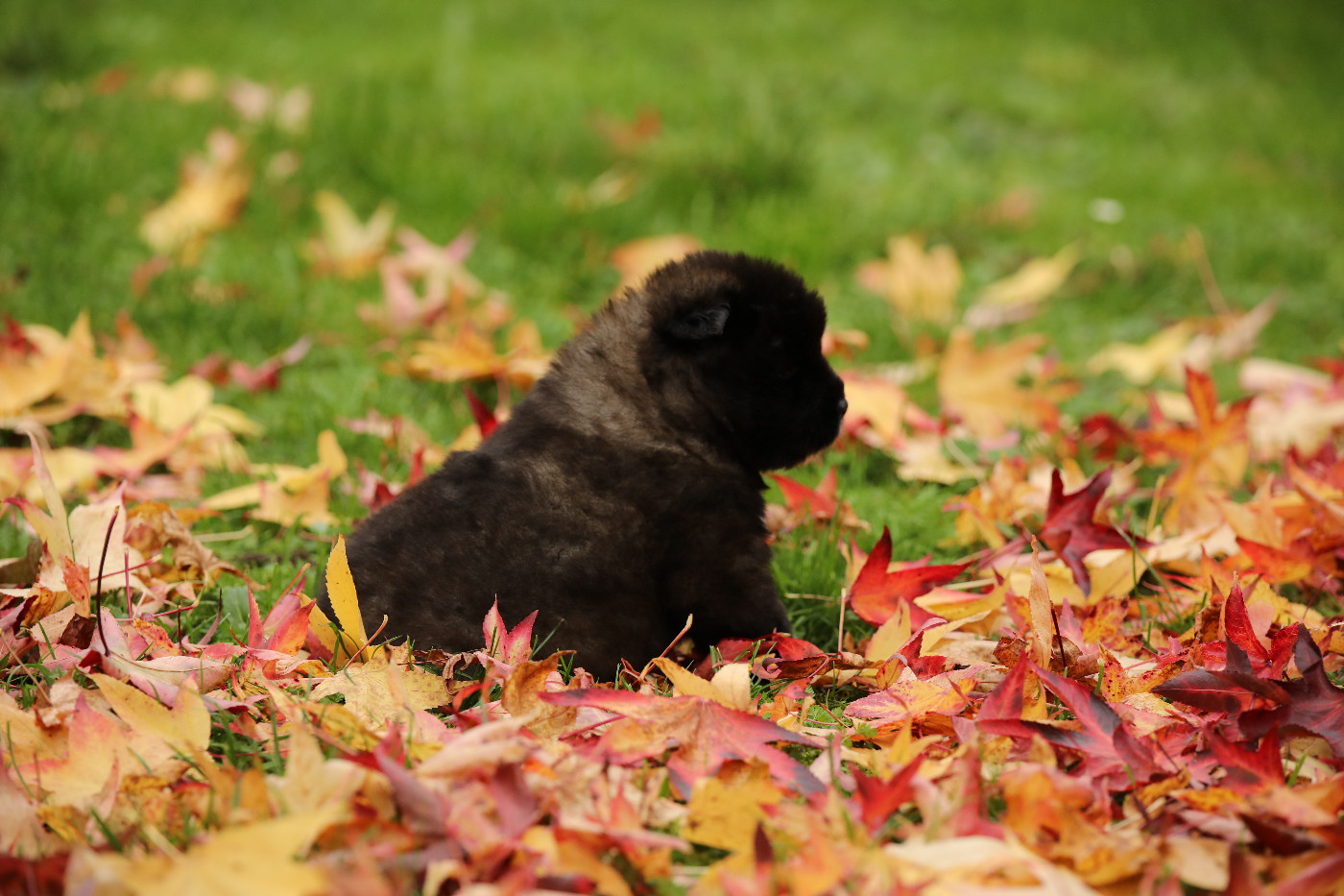 Sendosan - Chiots disponibles - Akita americain