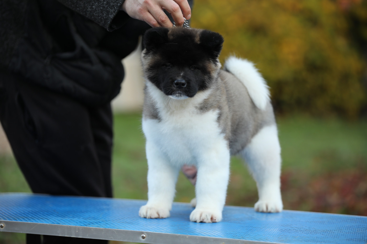 Sendosan - Chiots disponibles - Akita americain