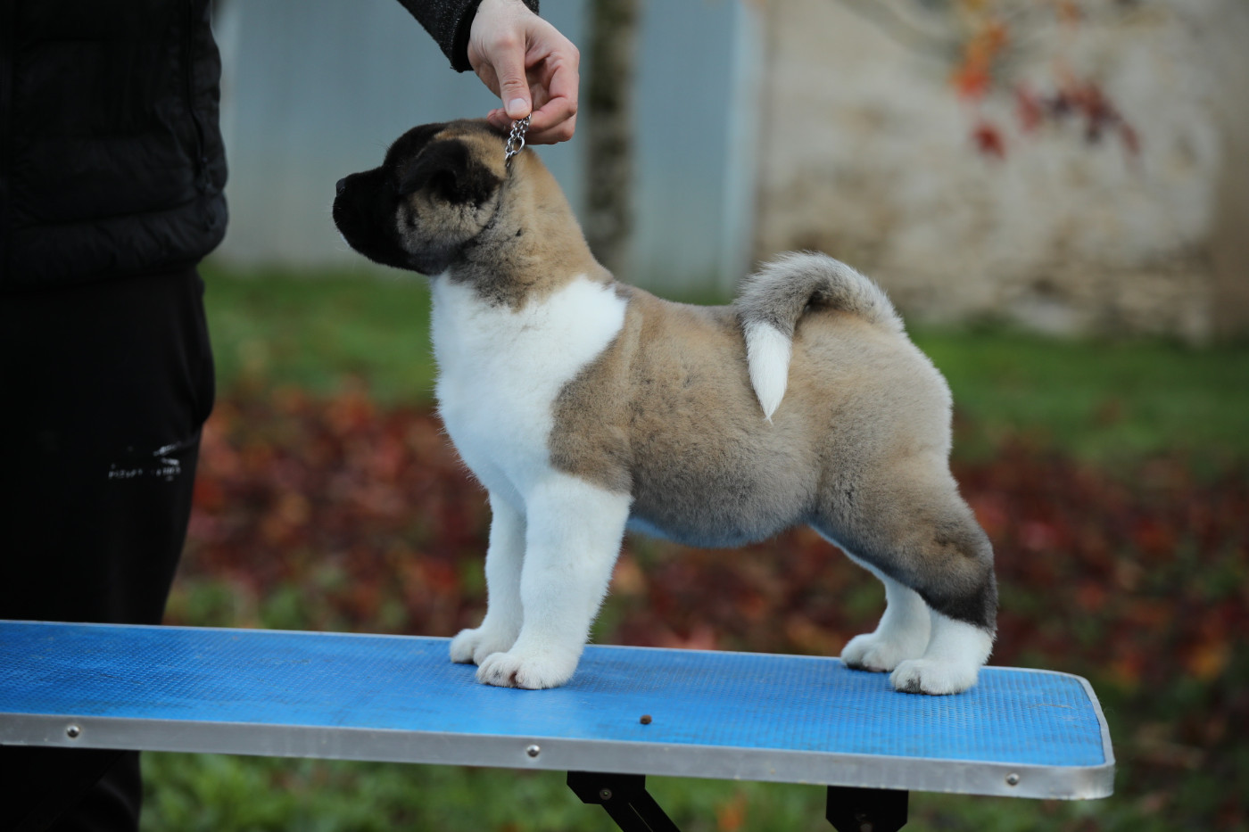 Sendosan - Chiots disponibles - Akita americain
