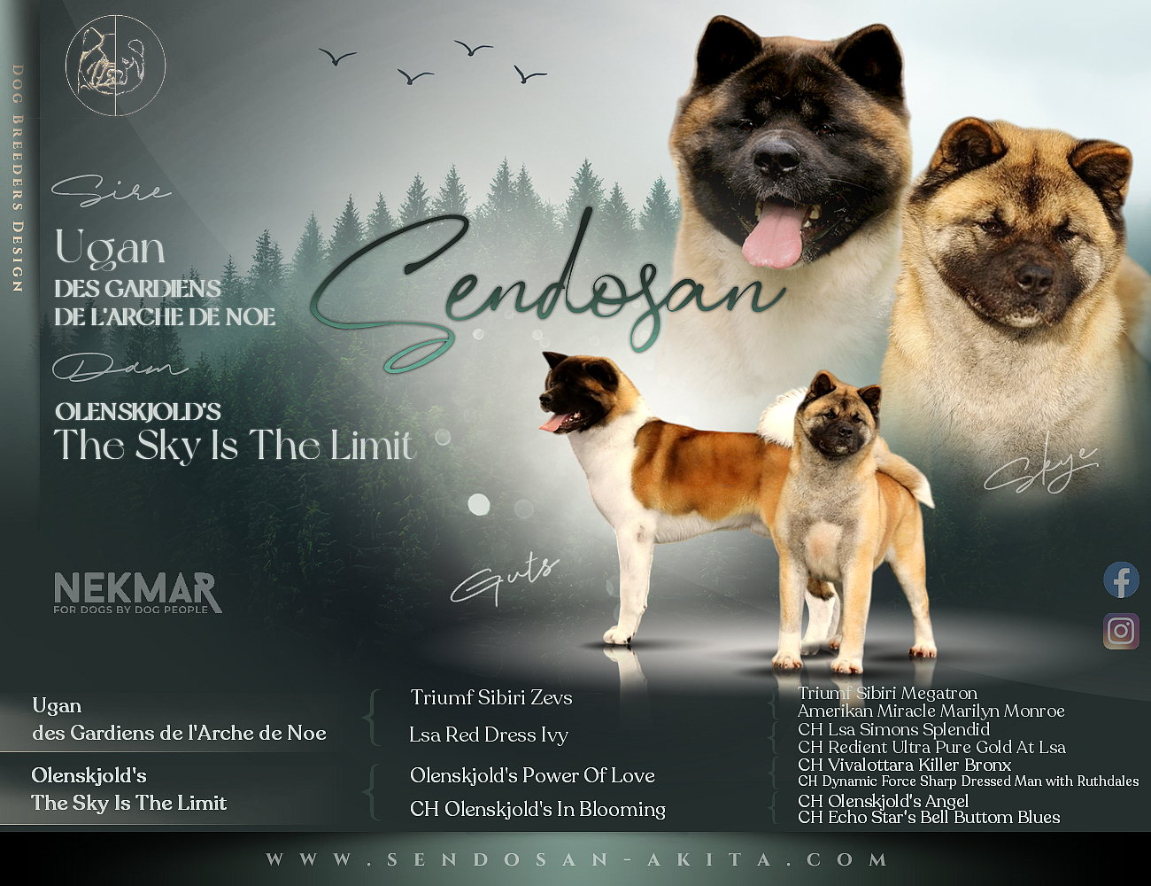 Chiot Akita americain Sendosan