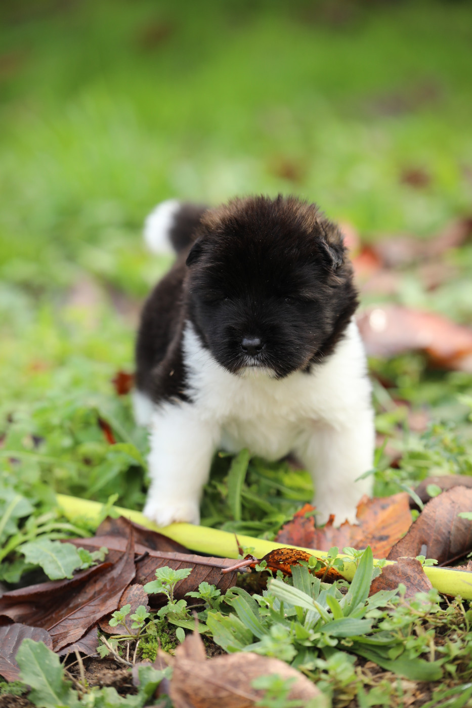 Sendosan - Chiots disponibles - Akita americain