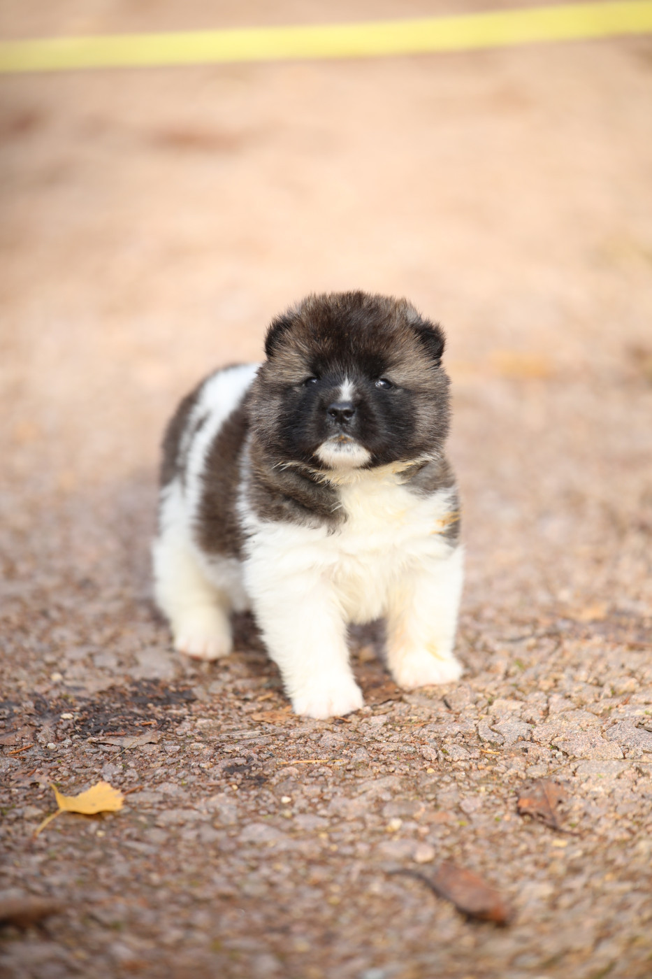 Sendosan - Chiots disponibles - Akita americain