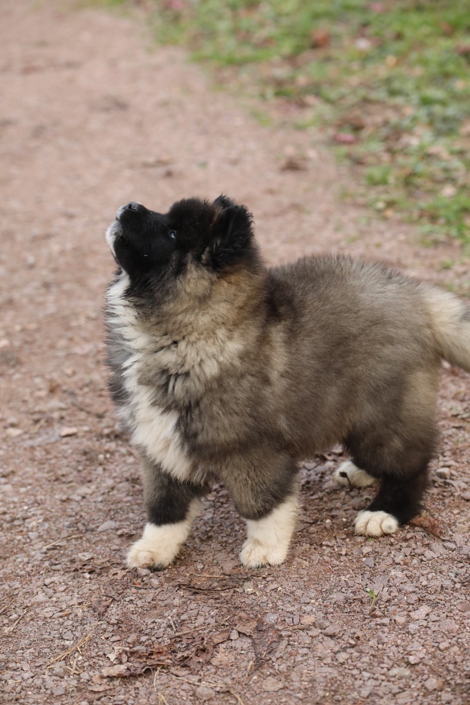Sendosan - Chiots disponibles - Akita americain