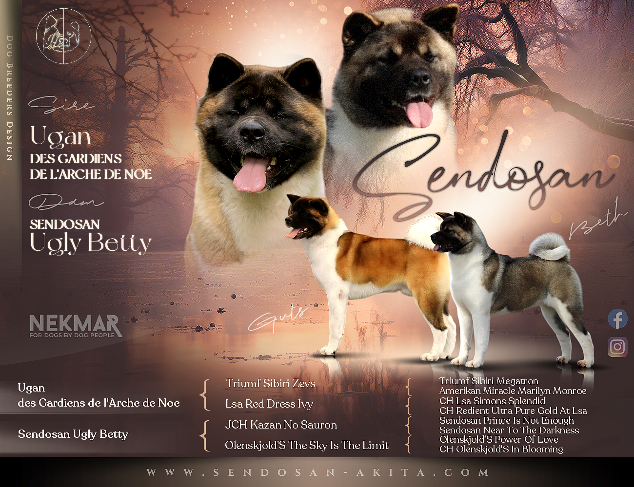 Sendosan - Akita americain - Portée née le 20/11/2025