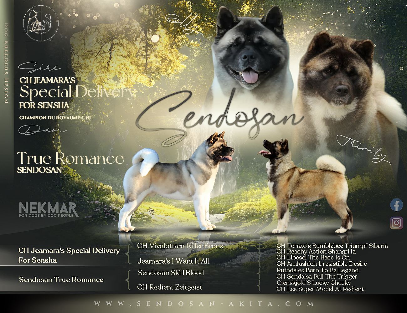 Sendosan - Akita americain - Portée née le 04/12/2025