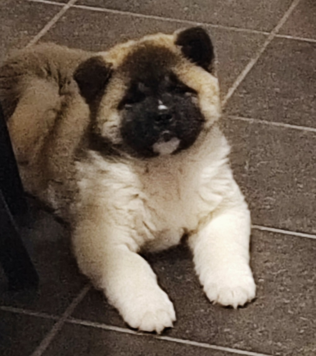 Sendosan - Chiots disponibles - Akita americain