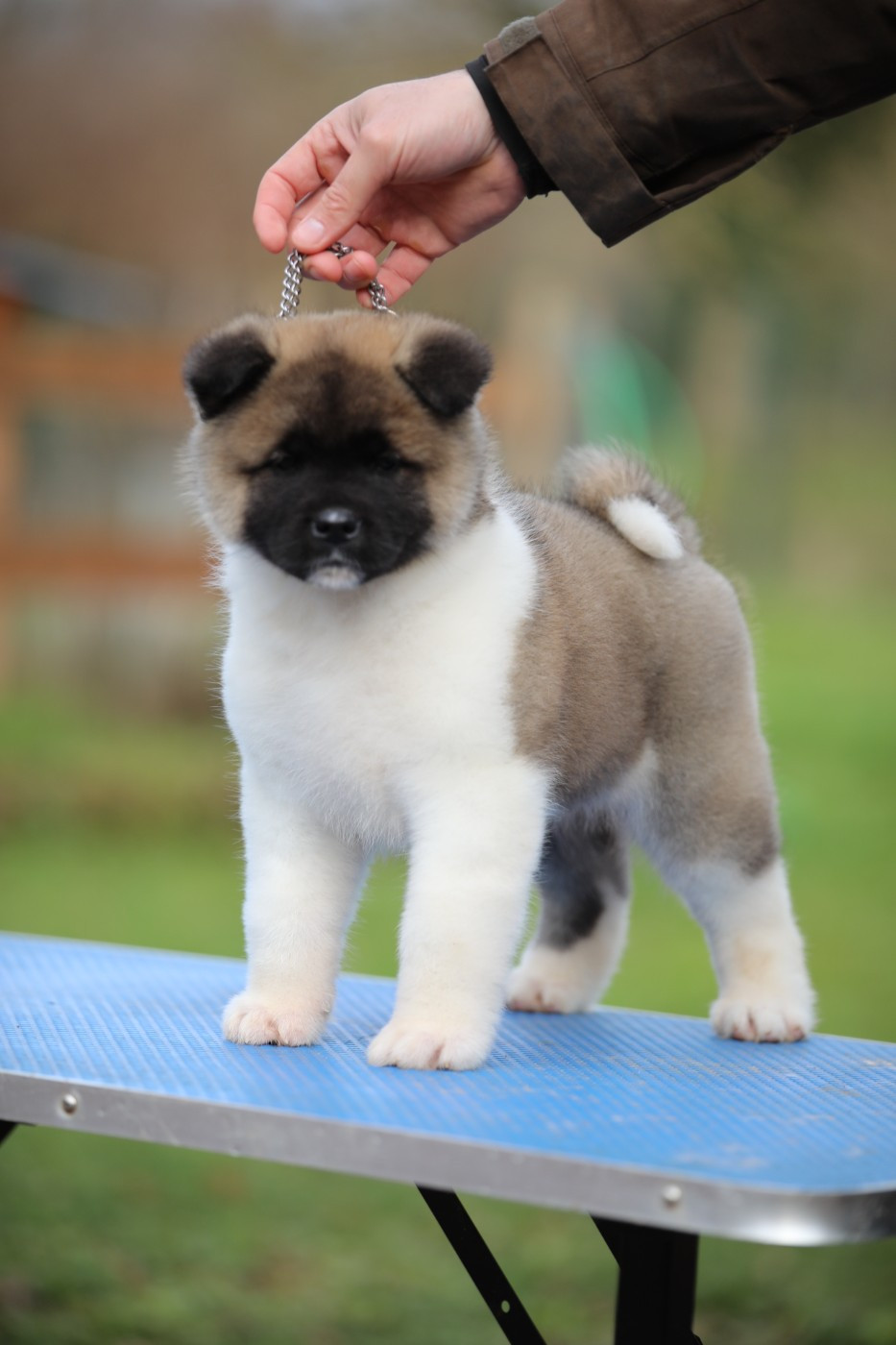 Sendosan - Chiots disponibles - Akita americain