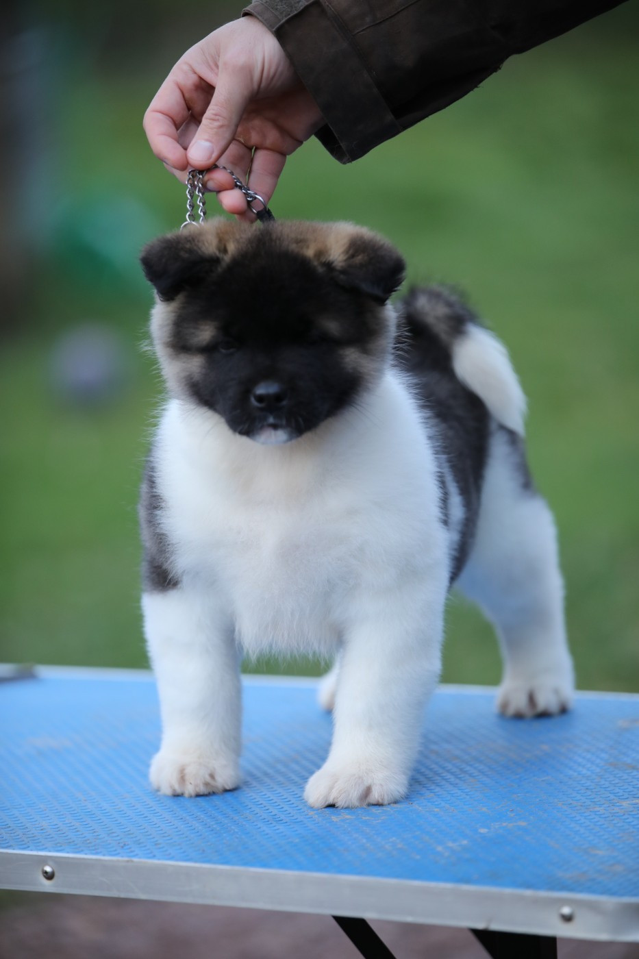 Sendosan - Chiots disponibles - Akita americain