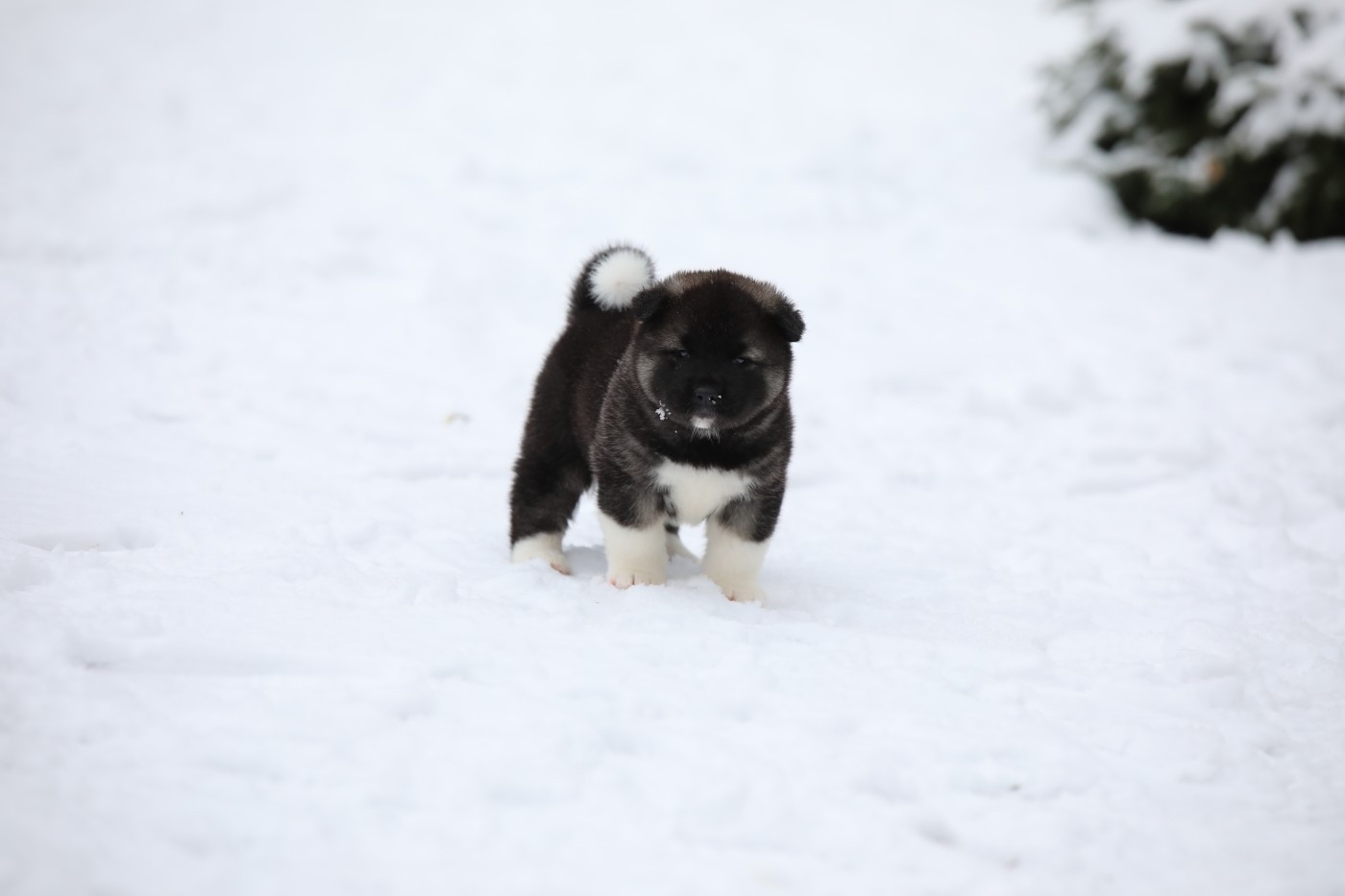 Sendosan - Chiots disponibles - Akita americain