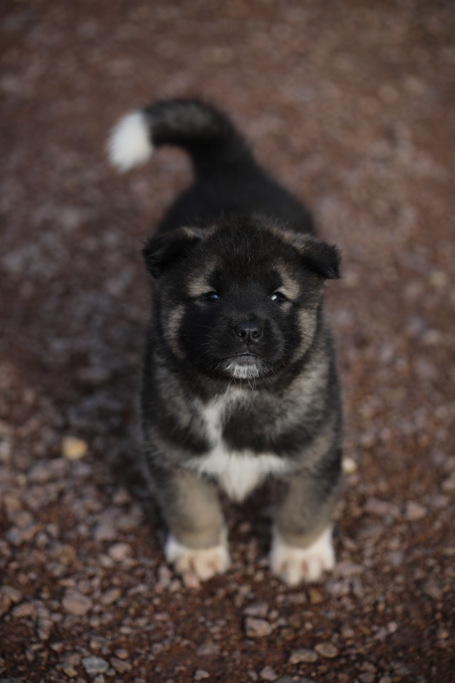 Sendosan - Chiots disponibles - Akita americain