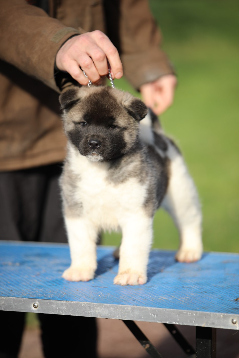 Sendosan - Chiots disponibles - Akita americain