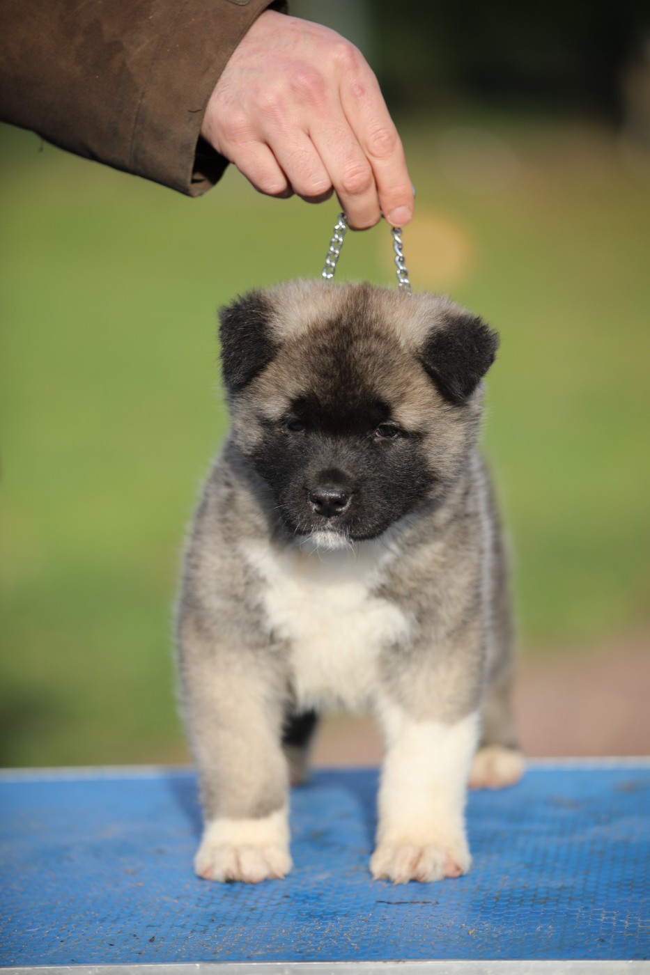 Sendosan - Chiots disponibles - Akita americain