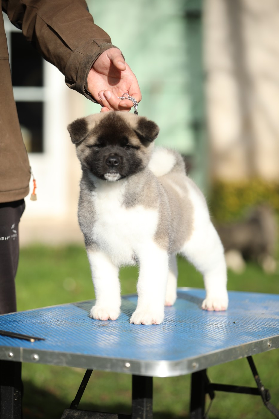 Sendosan - Chiots disponibles - Akita americain