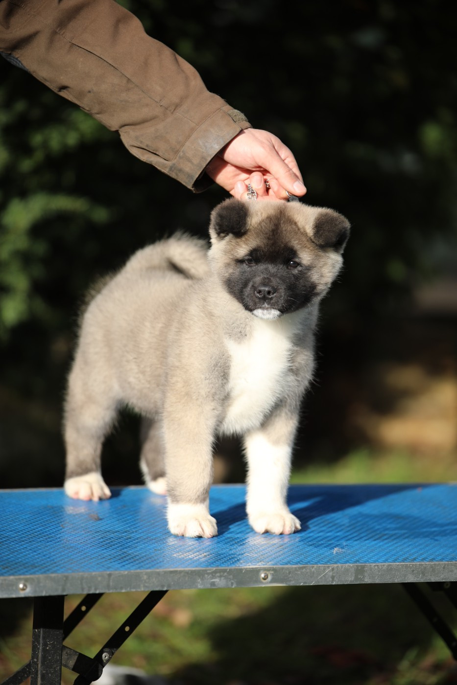 Sendosan - Chiots disponibles - Akita americain