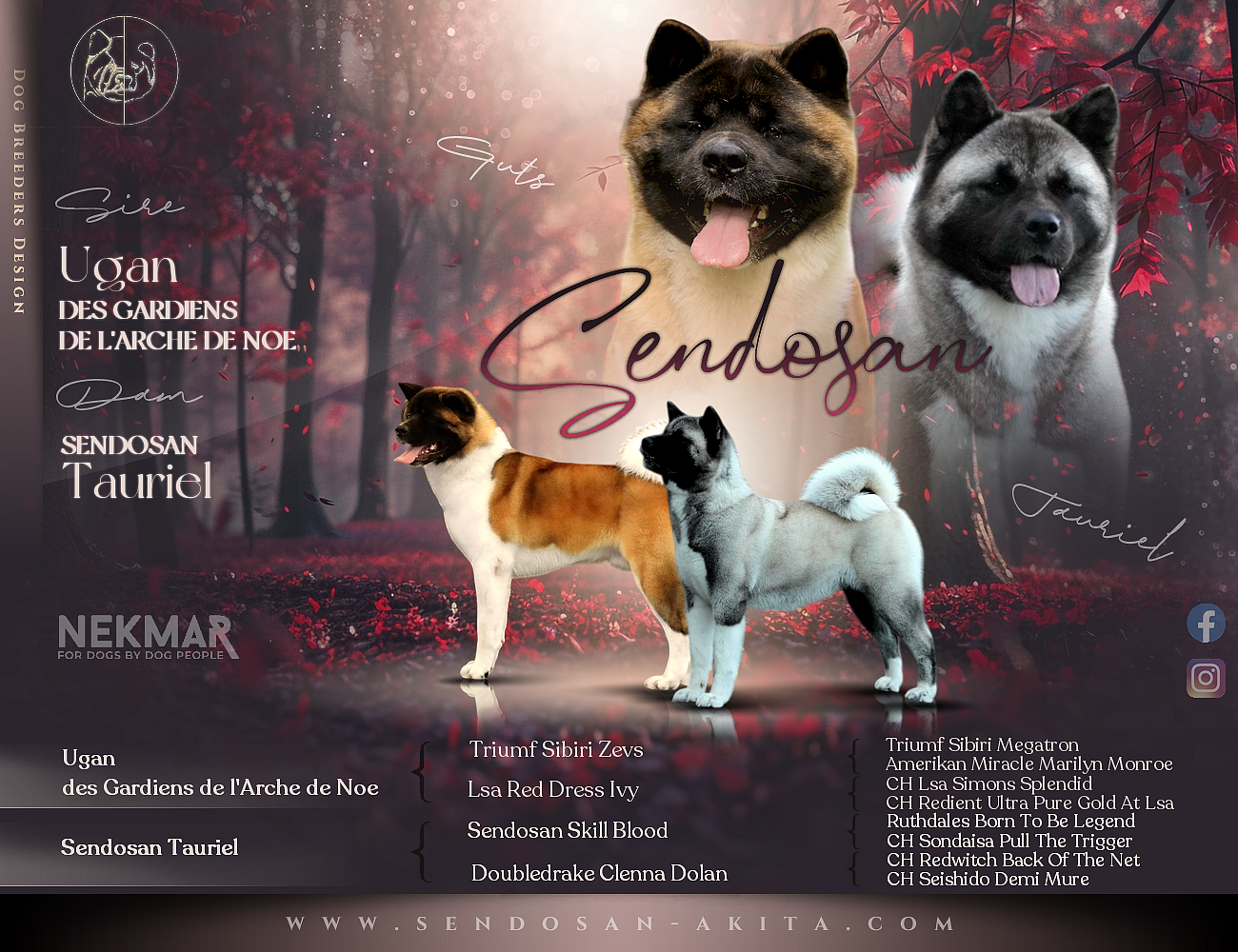 Chiot Akita americain Sendosan