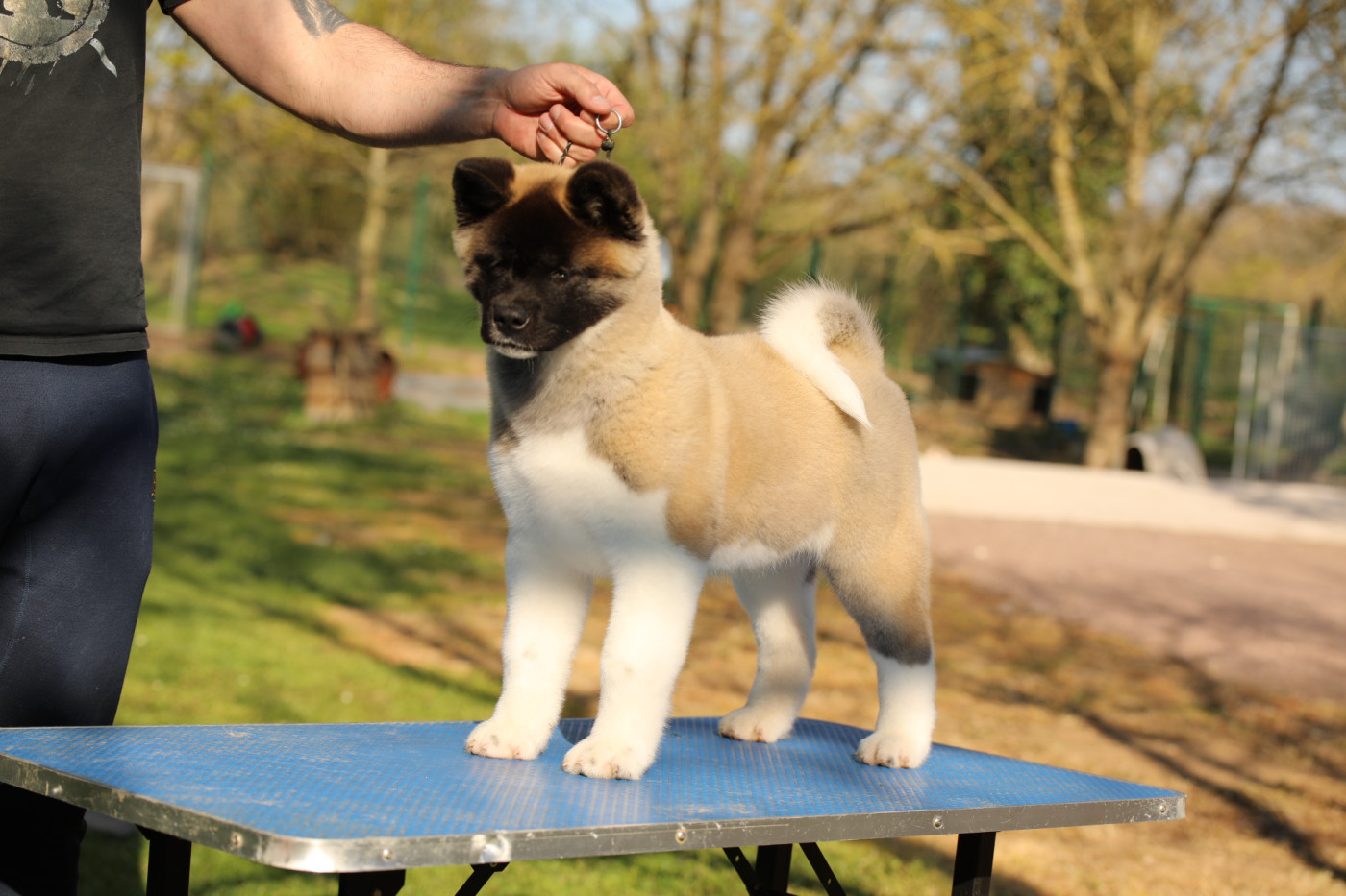 Sendosan - Chiots disponibles - Akita americain