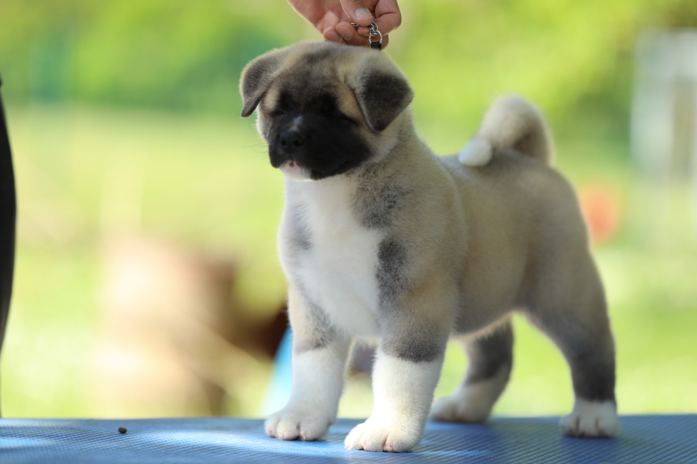 Sendosan - Chiots disponibles - Akita americain