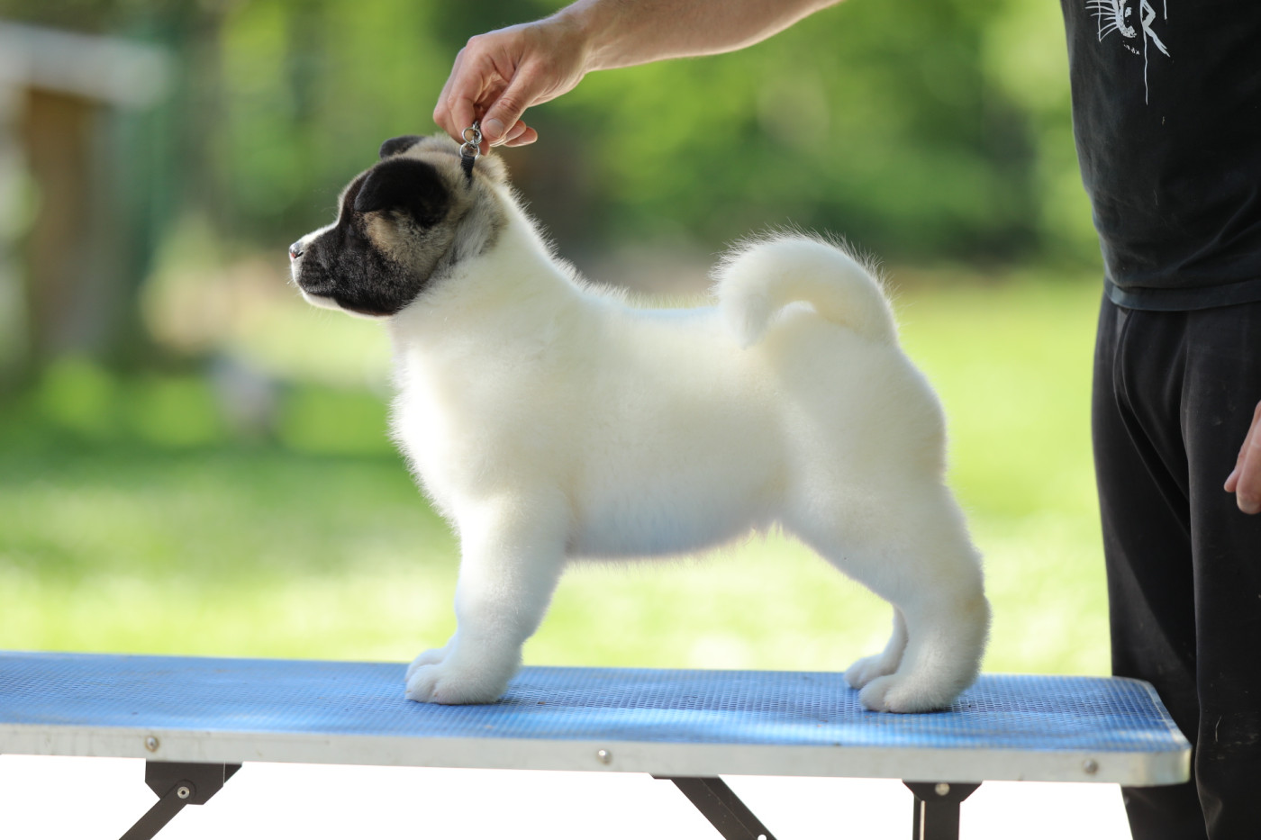 Sendosan - Chiots disponibles - Akita americain