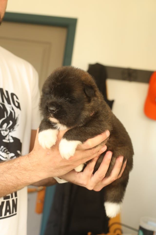 Sendosan - Chiots disponibles - Akita americain