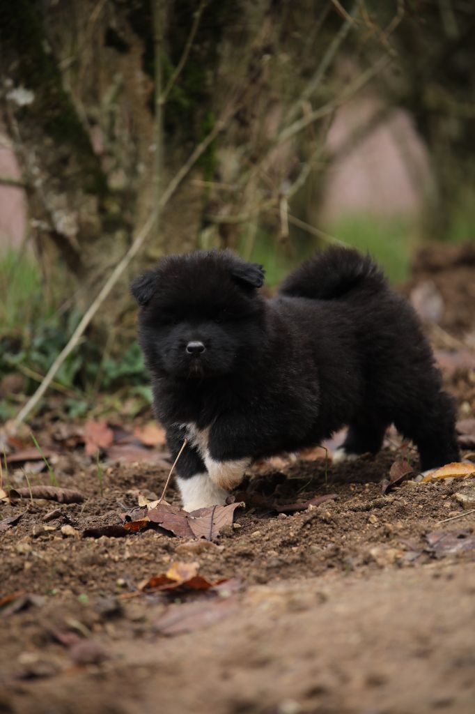 Sendosan - Chiots disponibles - Akita americain