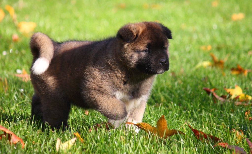 Sendosan - Chiots disponibles - Akita americain