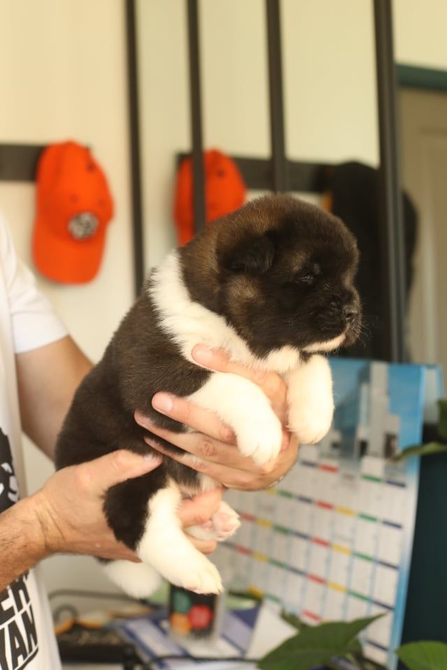 Sendosan - Chiots disponibles - Akita americain