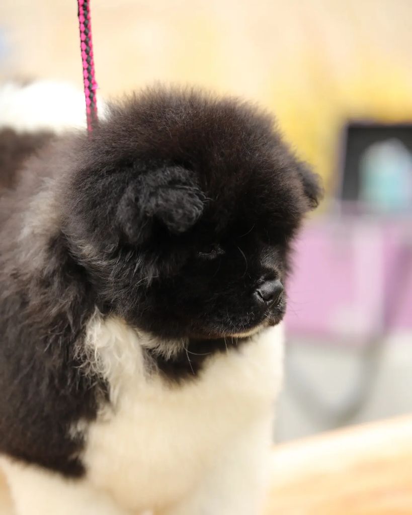 Sendosan - Chiots disponibles - Akita americain