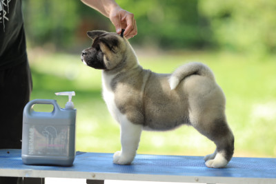 Chiot N°3