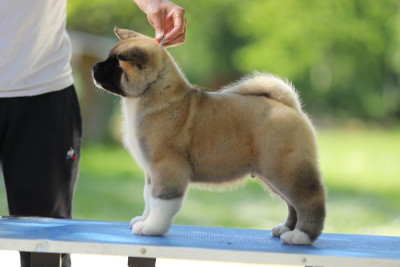 Chiot N°4