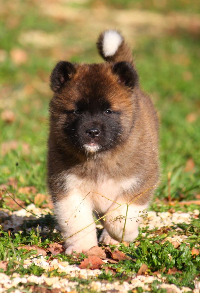 Sendosan - Chiots disponibles - Akita americain