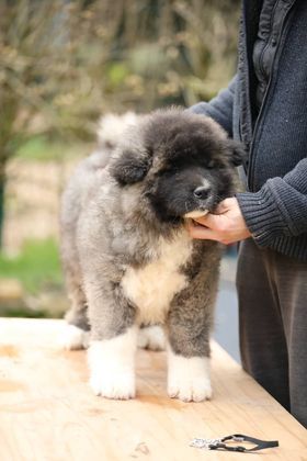 Sendosan - Chiots disponibles - Akita americain