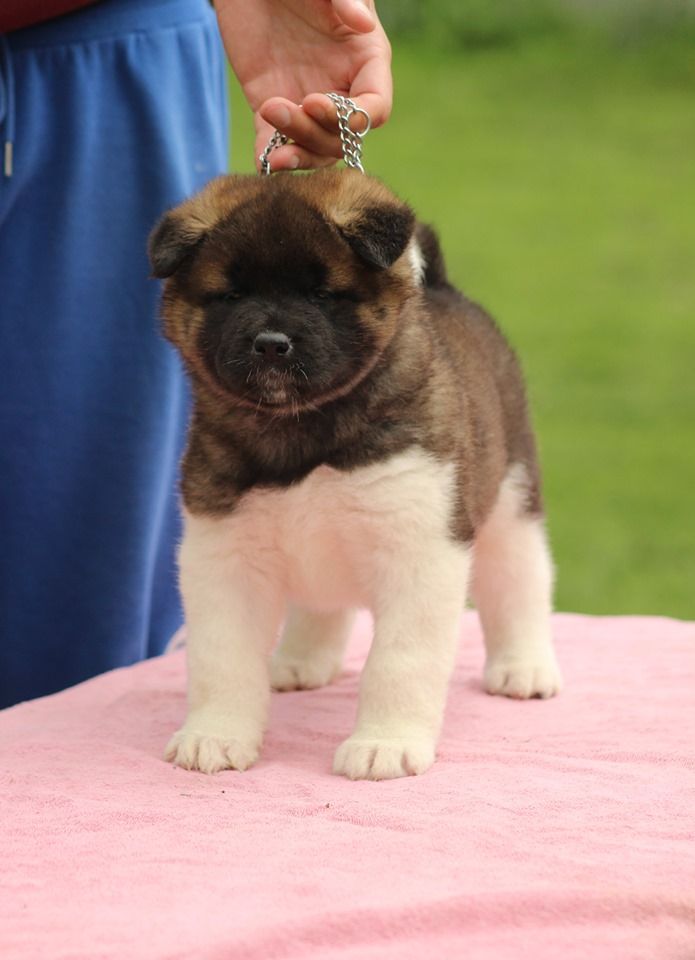 Sendosan - Chiots disponibles - Akita americain